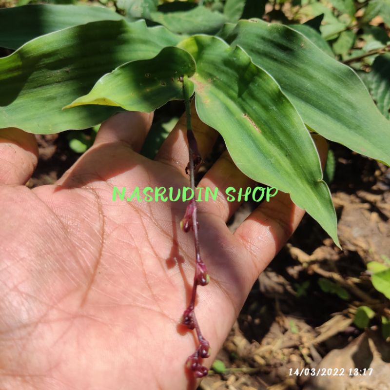 

[Fresh] TANAMAN HIAS MAIANTHEMUM RACEMOSUM LOKAL / PACING MINI / BAKUNG MINI / INSULIN MINI
