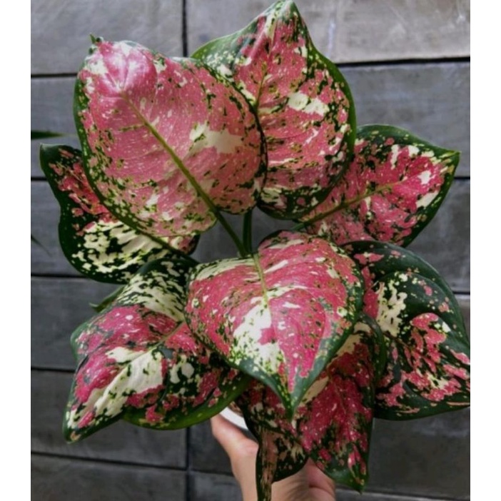 bibit bonggol aglonema tricolor