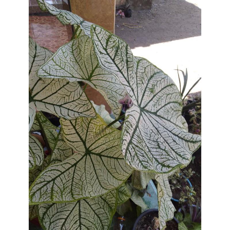 Keladi Tissue Putih/ White Star/ Caladium White Chistmast tanaman hias keladi tisu
