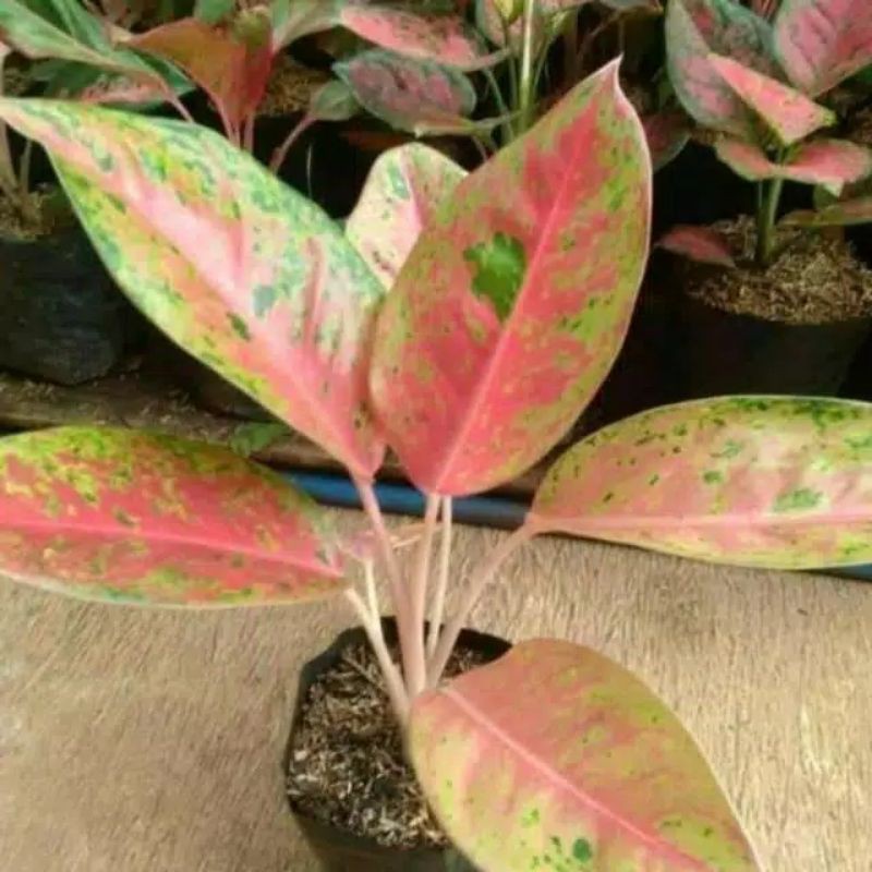 Tanaman hias aglonema bigroy-Aglonema bigroy