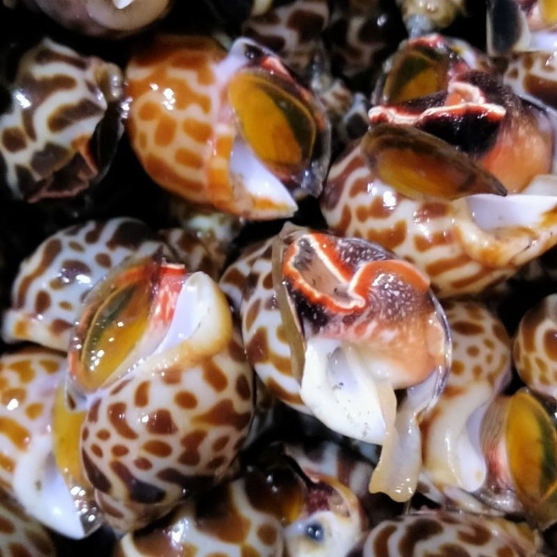 

KEONG MACAN / GONGGONG FRESH