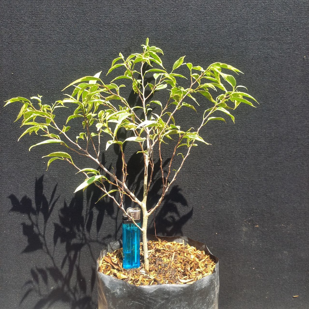 Beringin Afrika Varigata Cangkok