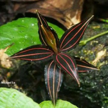 Tanaman hias jewel orchid ludisia discollor