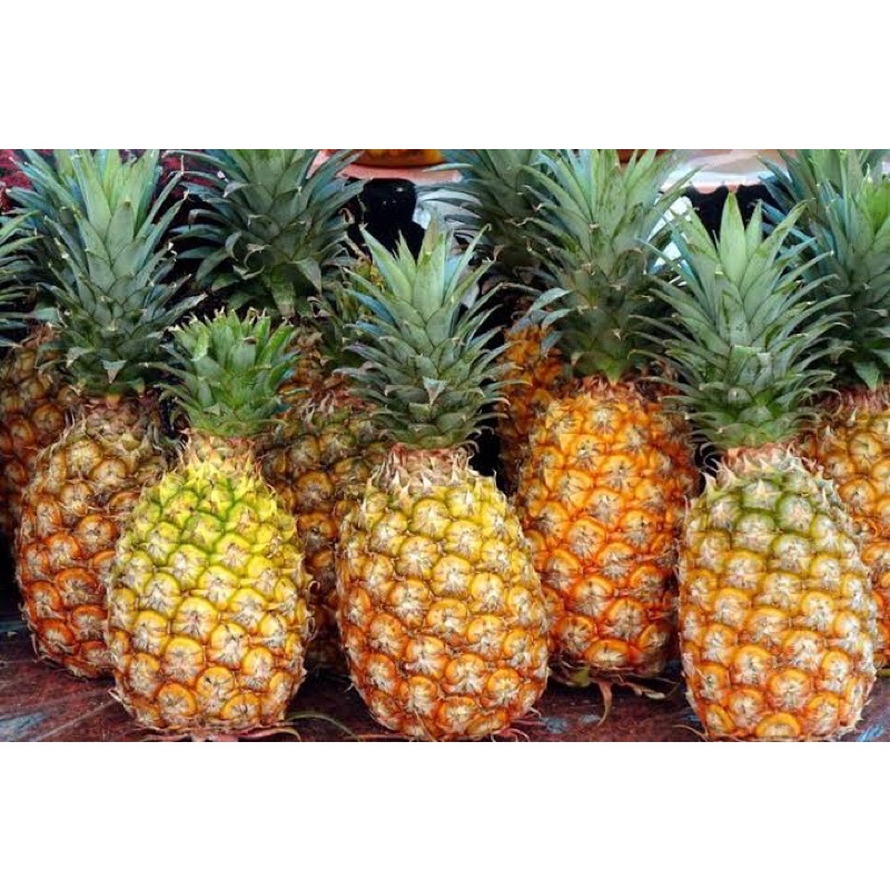 

Buah Nenas Segar / buah