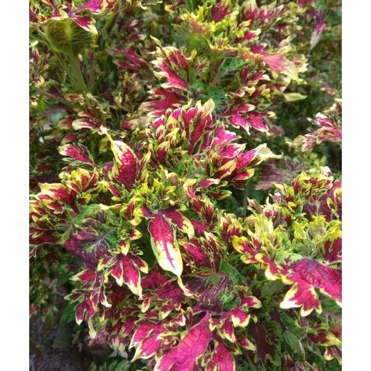 Miana stek Ratu Segoro