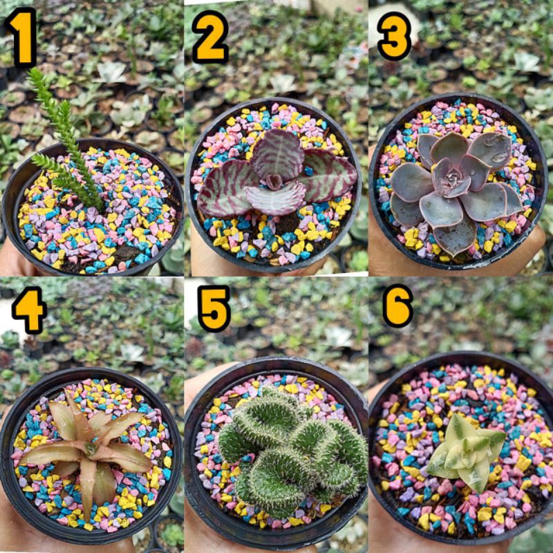 KAKTUS SUKULEN MINI sukulen pilih nomer bisa cod premium murah