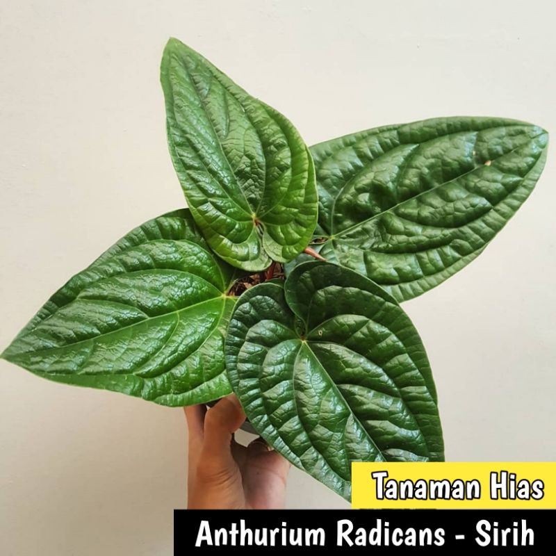 tanaman hias anthurium sirih - Anthurium Sirih radicans - Anthurium sirih