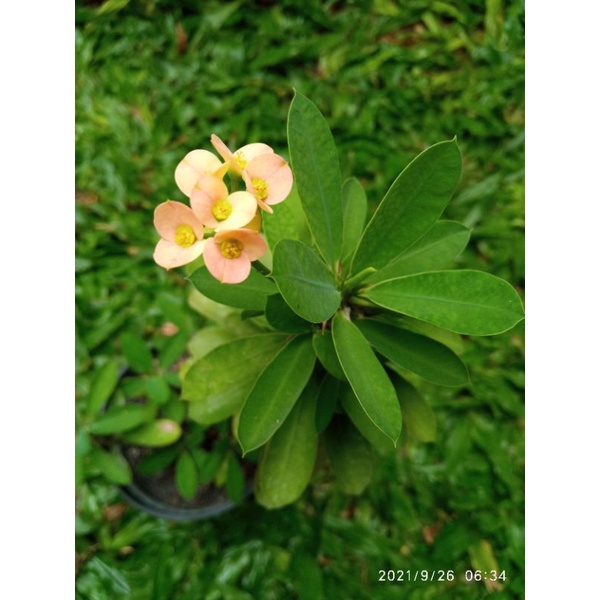 Paket euphorbia bunga kecil 4 jenis