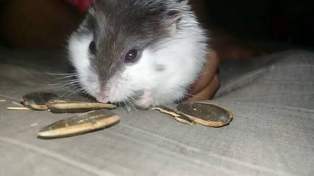 MAKANAN HAMSTER - KUACI KWACI HAMSTER