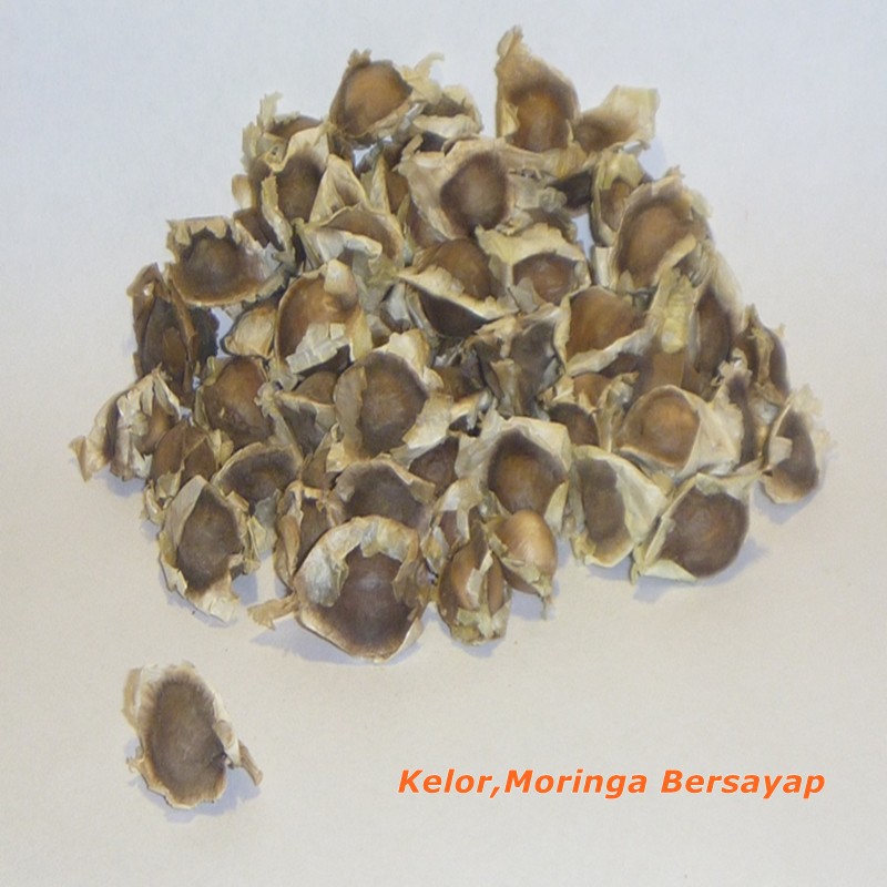 

biji kelor 500 gram Kwalitas Bagus