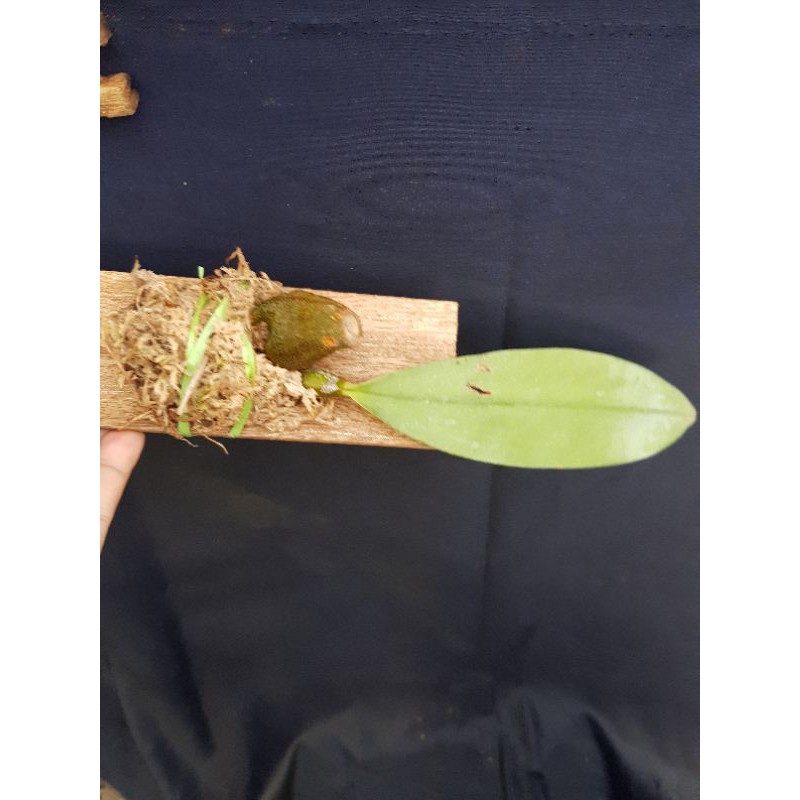 Anggrek Dasi Bulbophyllum Macrobulbon