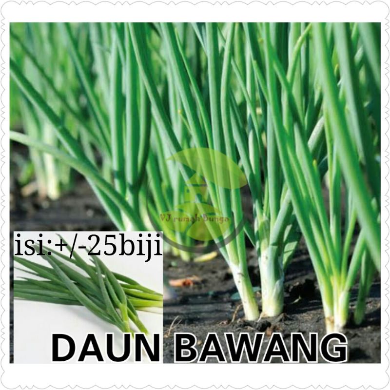 Benih Sayuran Unggul Ratusan Benih Sayur Benih Bibit Sayuran-Daun Bawang