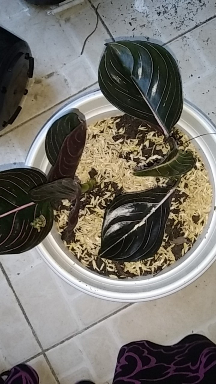 Aglonema Rotundum Aceh