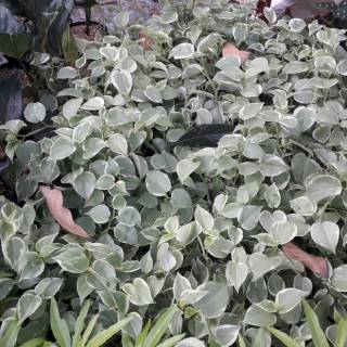 Bibit tanaman hias gantung teplan terang bulan Shopee Bibit tanaman hias gantung teplan terang bulan Shopee