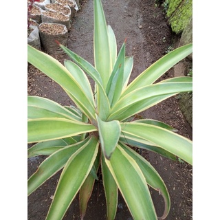 Tanaman Hias Agave Duri