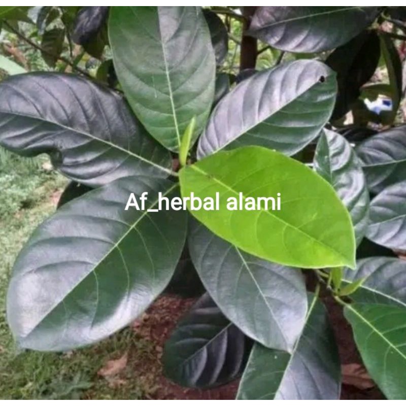 

Daun nangka segar 30 lembar