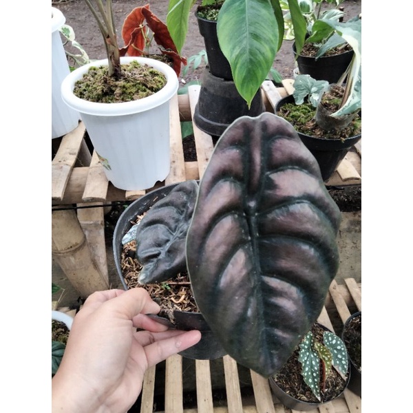 Tanaman hias keladi tengkorak Alocasia cuprea Hitam tembaga