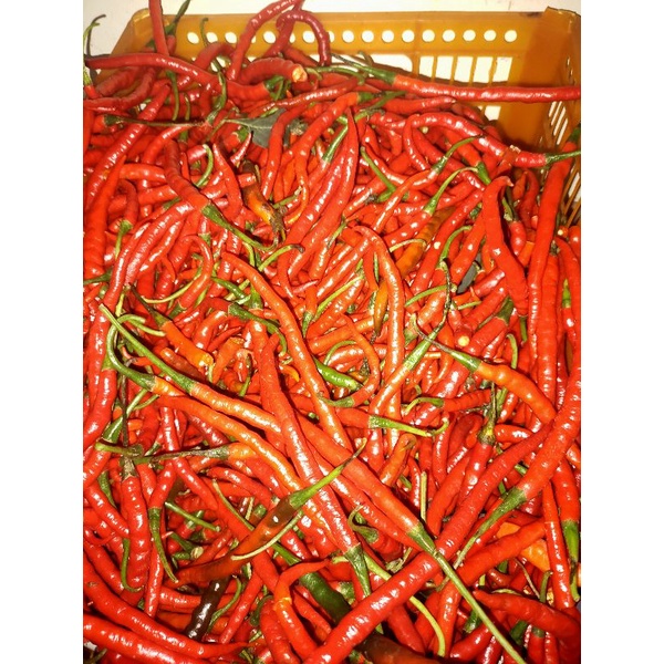 

cabe/cabai merah keriting