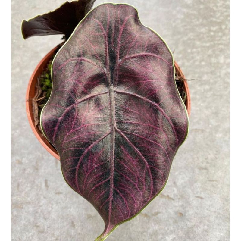 New Sale bibit/umbi Alocasia Azlanii