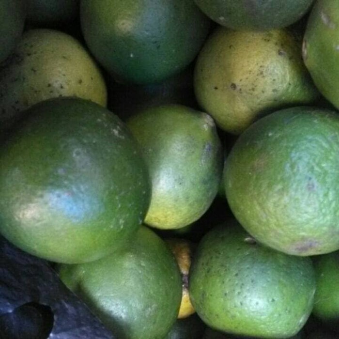 

New 1kg jeruk nipis segar