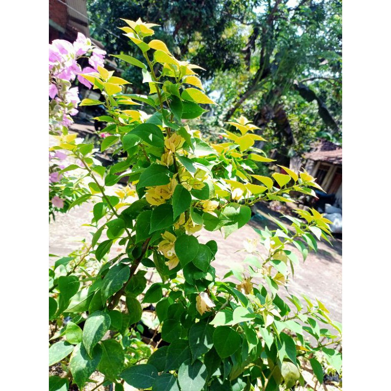 bougenville varigata kuning bibit sambung