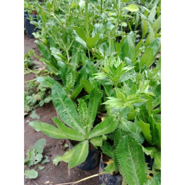 

daun walang sangit herbal