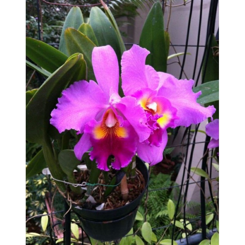 Anggrek Cattleya Mantini Mantinii Dewasa