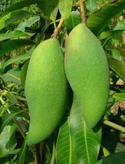 Bibit Mangga Okyong Di Jamin Cepat Berbuah