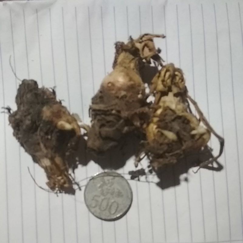 

umbi sedap malam ukuran kecil