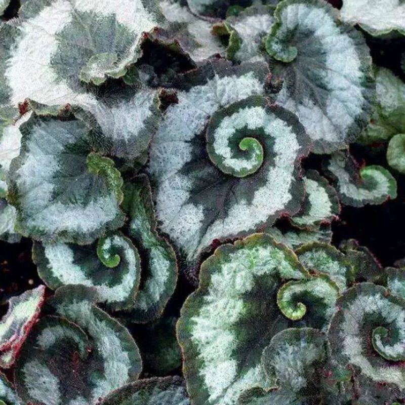 Tanaman Hias Begonia Escargott Ukutan Jumbo
