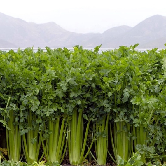 250 Bibit Seledri Batang Besar Tall Utah Benih Tanaman Sayuran Celery Stick Premium Super Unggul-2