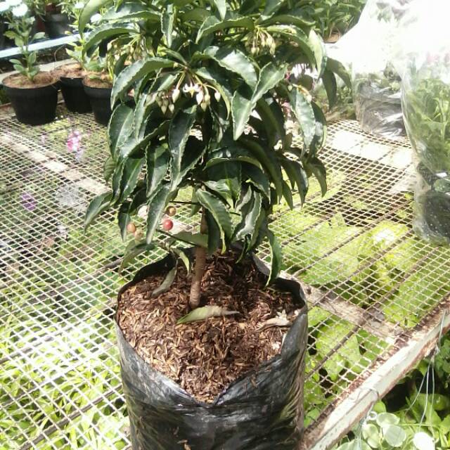 Tanaman Ardisia