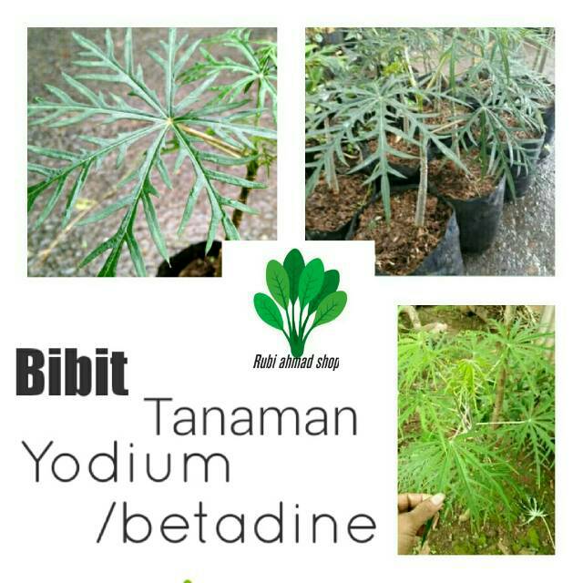 Bibit tanaman yodium/tanaman betadine