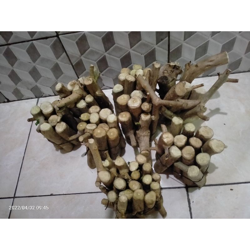 bahan bonsai stek sancang