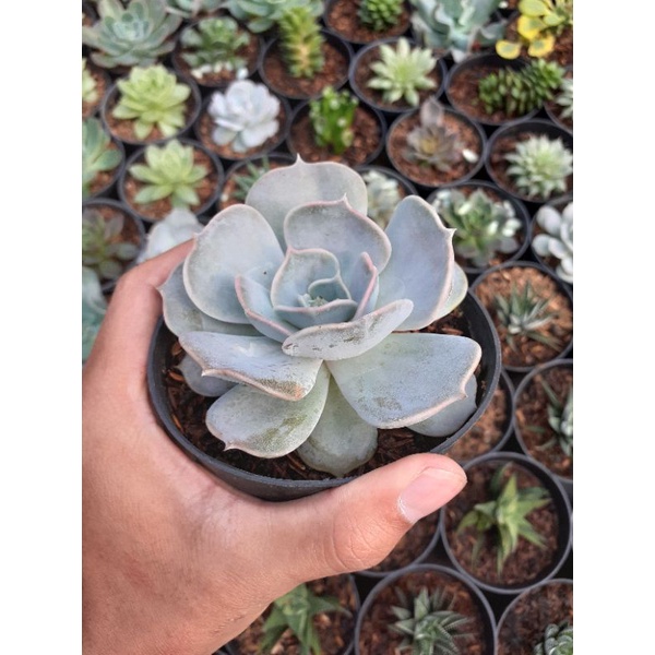 sukulen echeveria lilacina