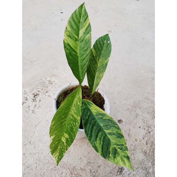 rhaphidophora foraminifera variegated