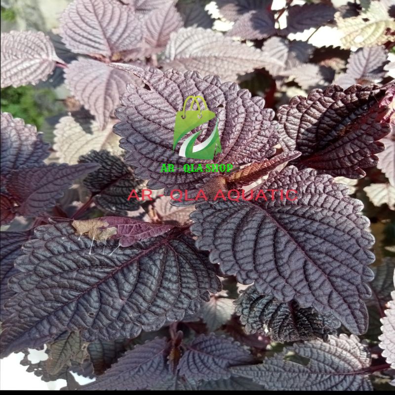 

Daun Miana Herbal Per 100 Gram, Daun Jawer Kotok, Daun Myana Arqla Shop