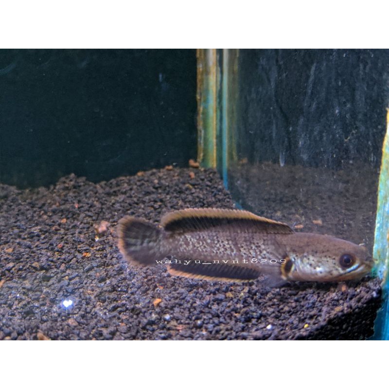 Channa limbata CB lawu size 5-6cm singgle tank
