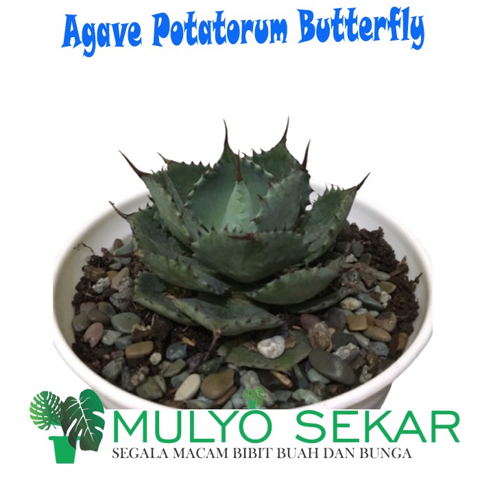 tanaman hias Agave Mawar Potatorum Butterfly