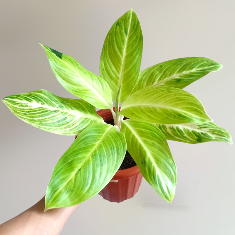 Aglonema SUNDROP Aglonema Sundro remaja / Tanaman Hias bunga Aglonema sundrop remaja murah / tanaman