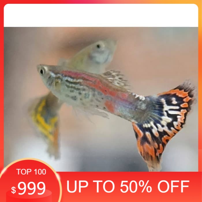 ikan hias Guppy cobra perekor