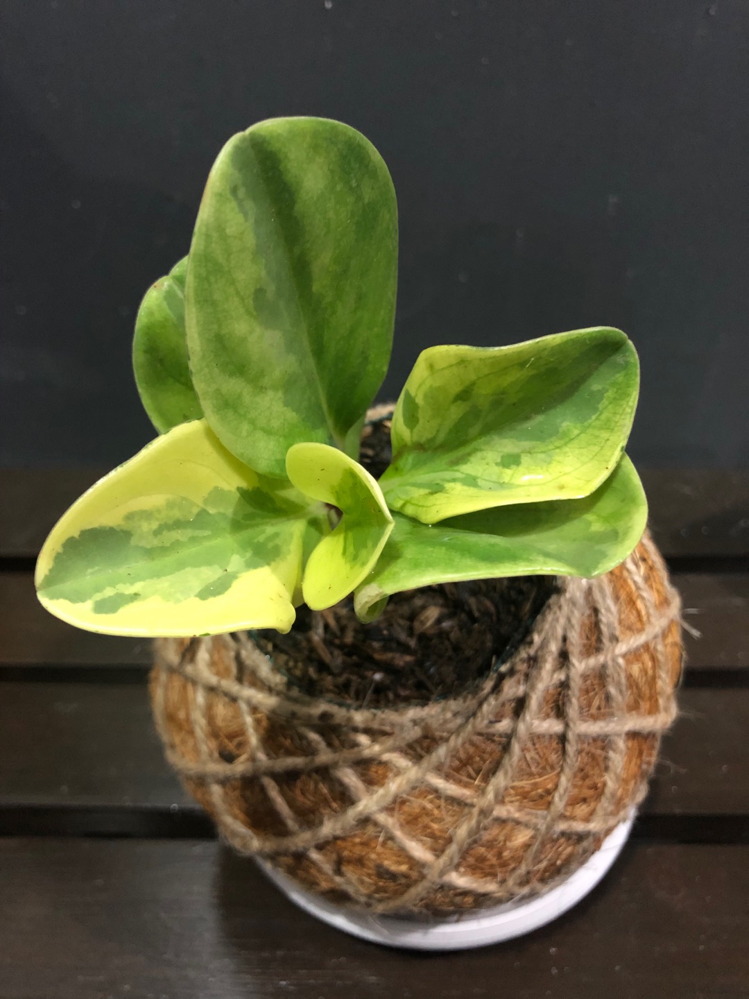 Murah Tanaman Hias Indoor Paperomia Hijau - Jade