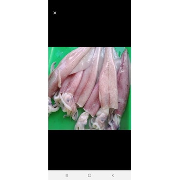 

Cumi Segar ( Ukuran Besar ) - 1Kg ( JABODETABEK )