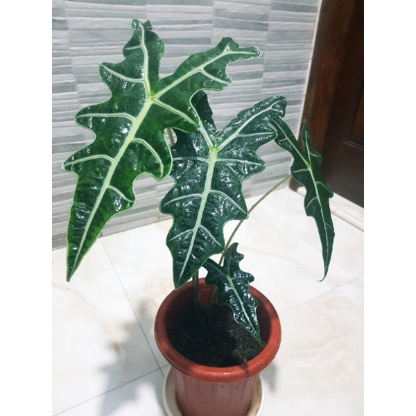 ALOCASIA SANDERIANA VAR NOBILIS