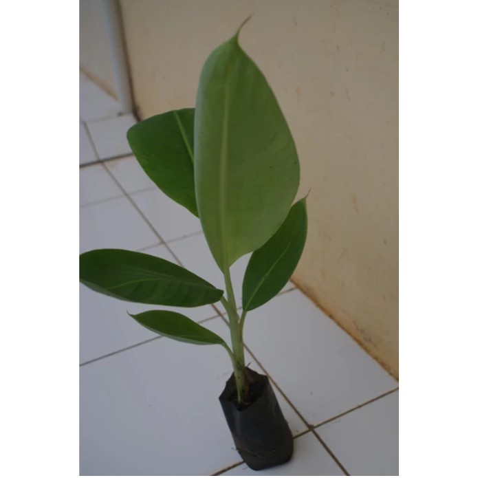 Bibit Pisang Lampung