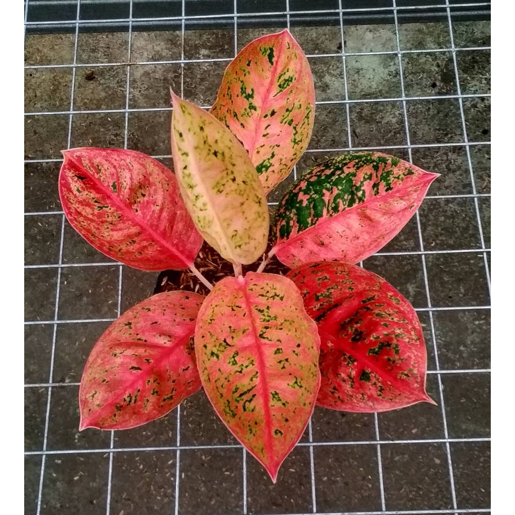 SALE Bonggolan Aglonema Amarilla Mutasi Petani Aglonema Petani Aglonema2