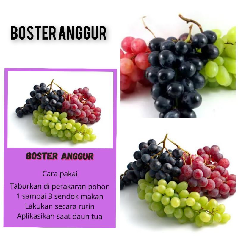 BOSTER ANGGUR PUPUK BUAH ANGGUR boster buah boster sayuran boster tanaman hias