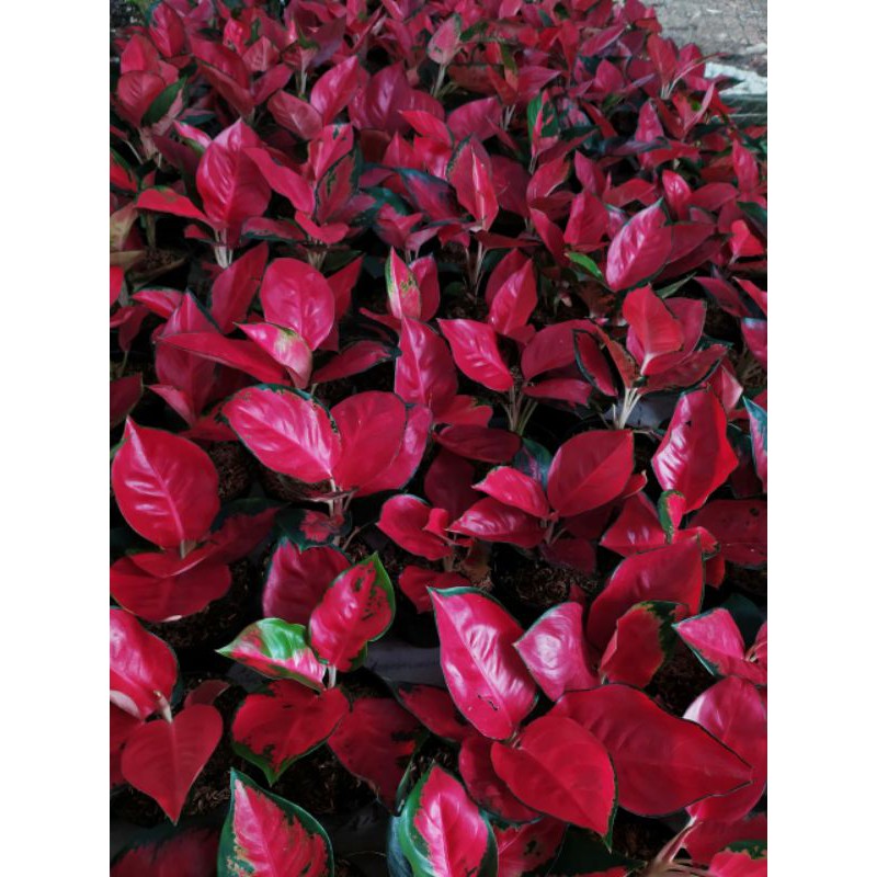 10 batang aglaonema suksom Jaipong super red aglonema