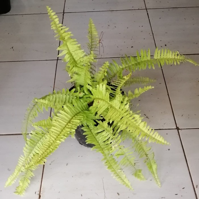 tanaman hias gantung pakis boston-PAKIS KELABANG ( Tanaman hias hidup indoor murah hiasan rumah tama