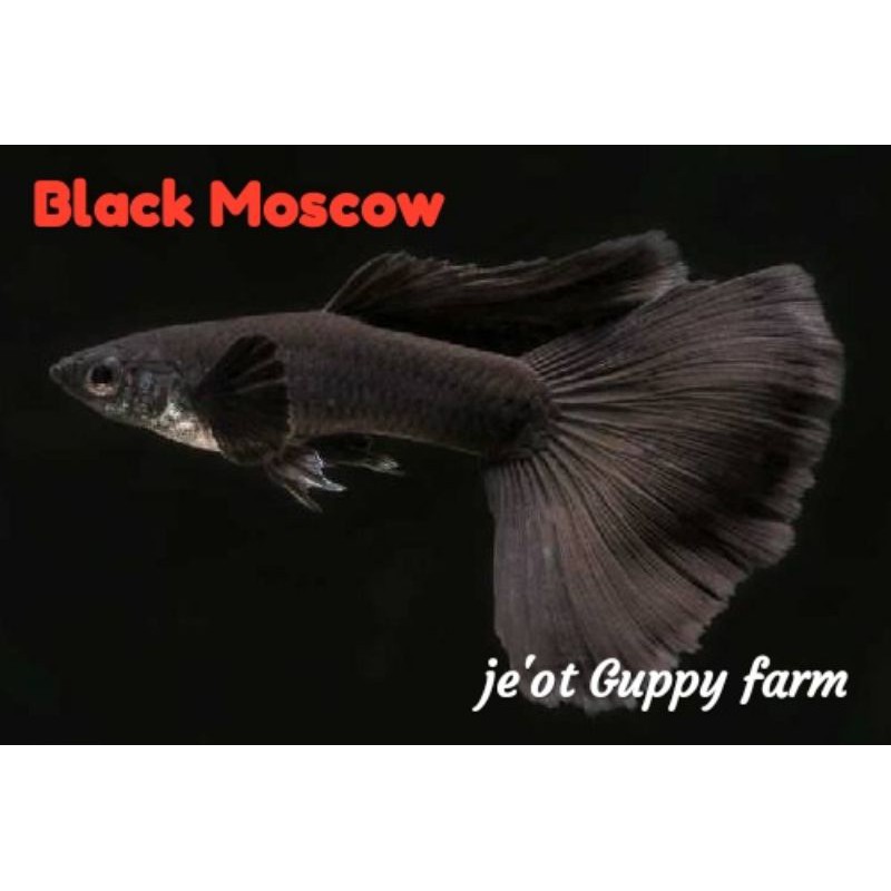 ikan Guppy black Moscow